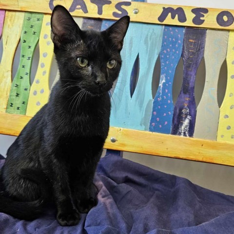 Cadet, an adoptable Domestic Short Hair in Garden City, KS, 67846 | Photo Image 1