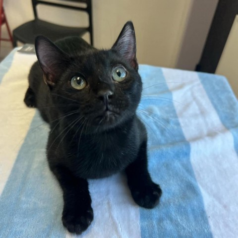 Cadet, an adoptable Domestic Short Hair in Garden City, KS, 67846 | Photo Image 3