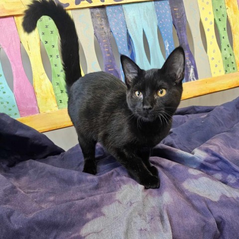 Tic, an adoptable Domestic Short Hair in Garden City, KS, 67846 | Photo Image 1