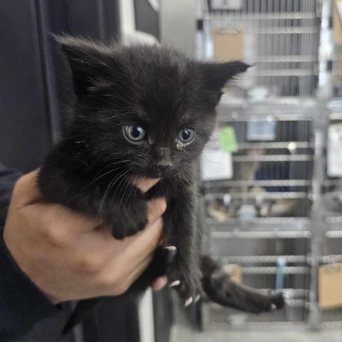 Tic, an adoptable Domestic Short Hair in Garden City, KS, 67846 | Photo Image 2