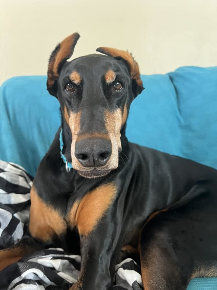 Raider, an adoptable Doberman Pinscher in Buffalo, MN, 55313 | Photo Image 4