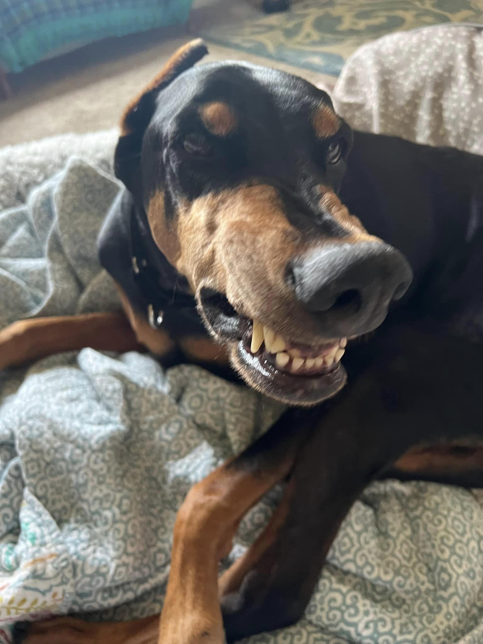 Raider, an adoptable Doberman Pinscher in Buffalo, MN, 55313 | Photo Image 4