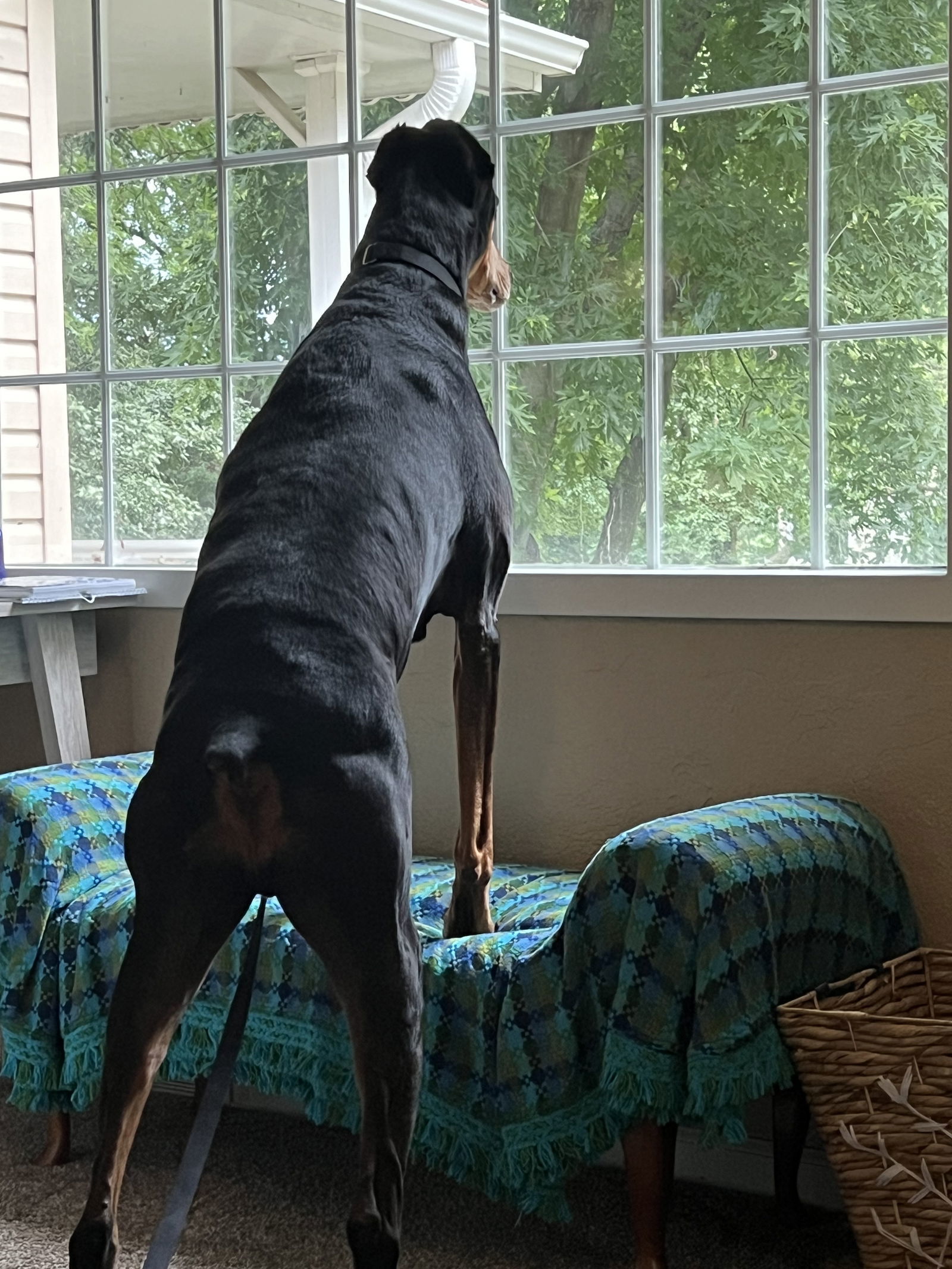 Raider, an adoptable Doberman Pinscher in Buffalo, MN, 55313 | Photo Image 6