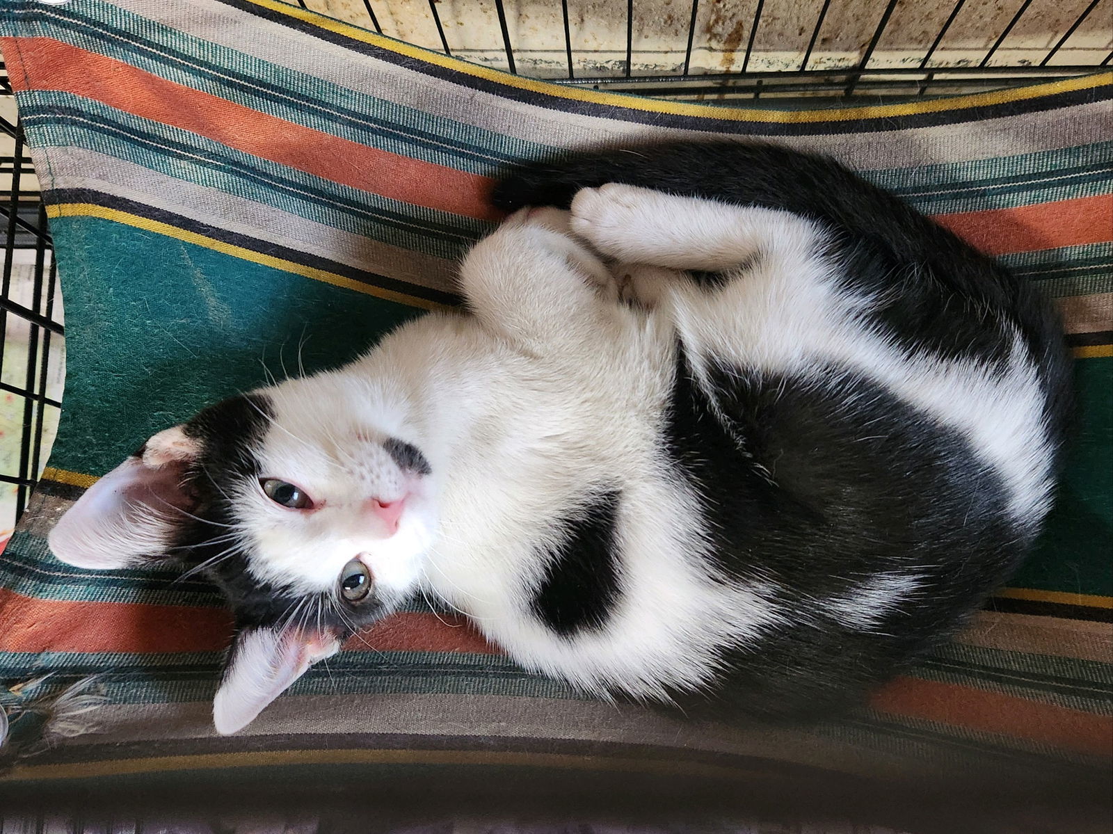 Baby Oleo
