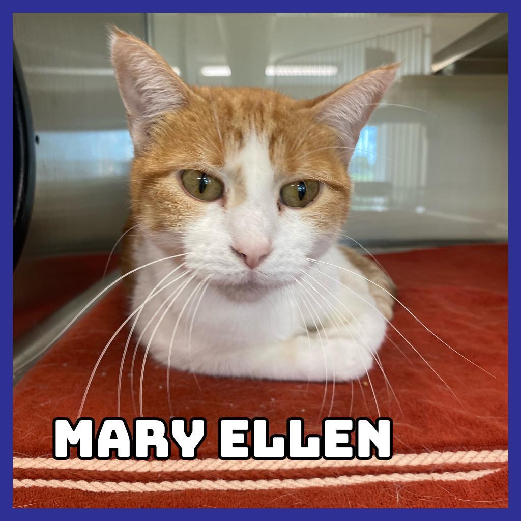 Mary Ellen, an adoptable Domestic Short Hair in Glenwood, MN, 56334 | Photo Image 1