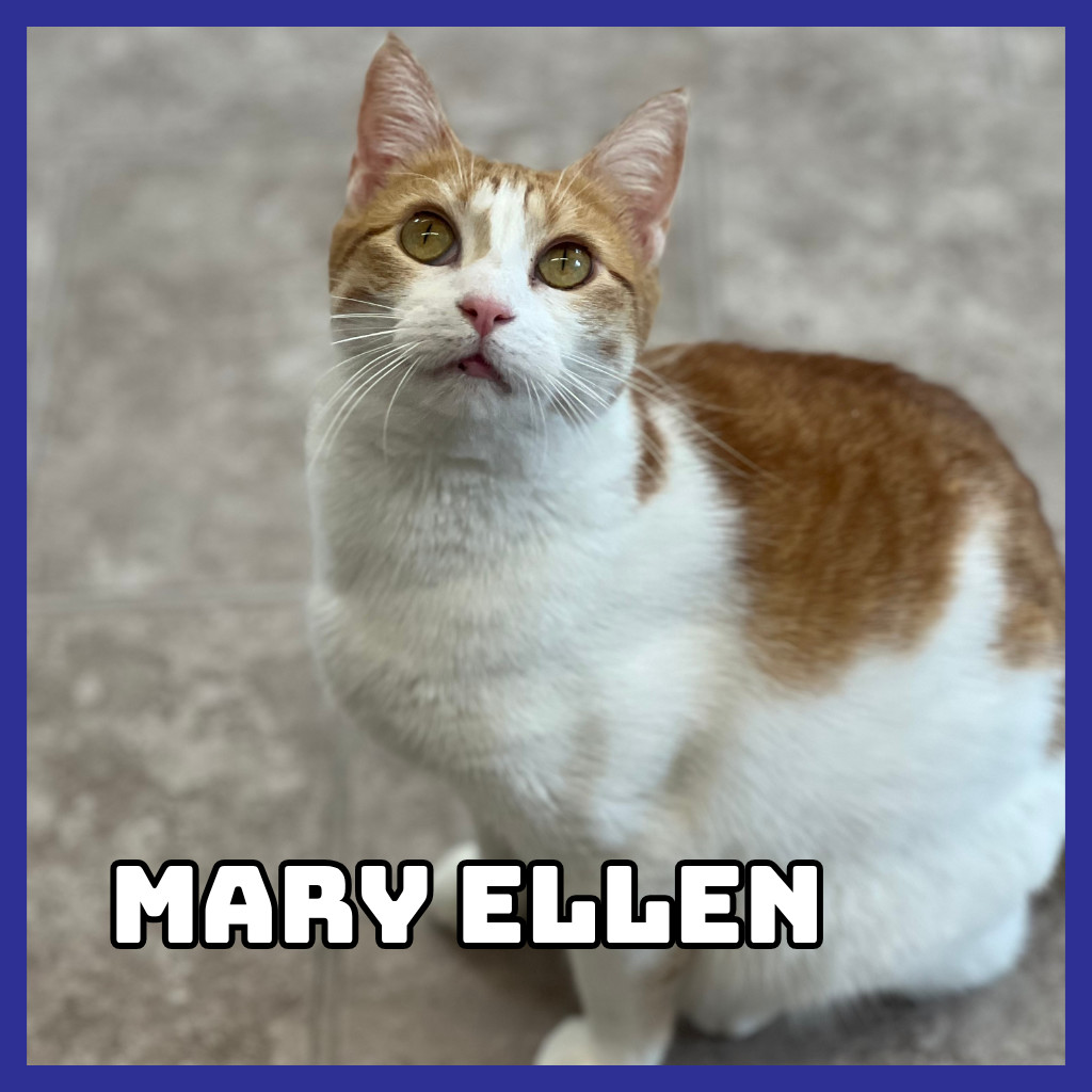 Mary Ellen, an adoptable Domestic Short Hair in Glenwood, MN, 56334 | Photo Image 1