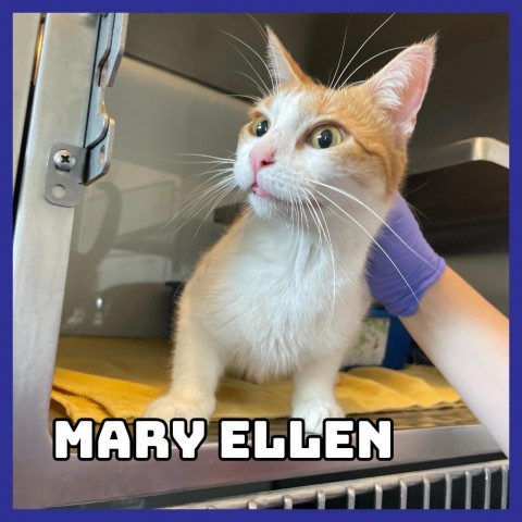 Mary Ellen, an adoptable Domestic Short Hair in Glenwood, MN, 56334 | Photo Image 2