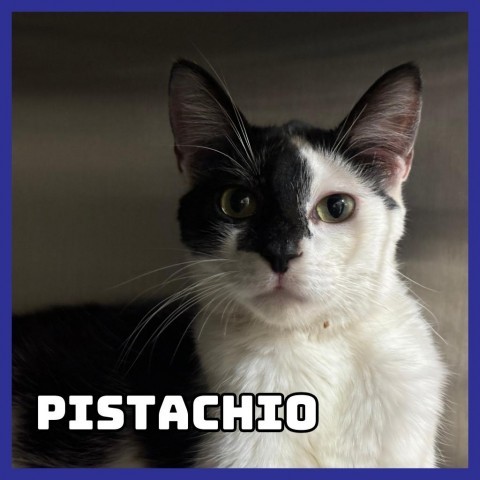 Pistachio, an adoptable Domestic Short Hair in Glenwood, MN, 56334 | Photo Image 1