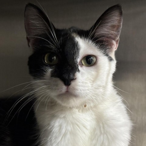 Pistachio, an adoptable Domestic Short Hair in Glenwood, MN, 56334 | Photo Image 2