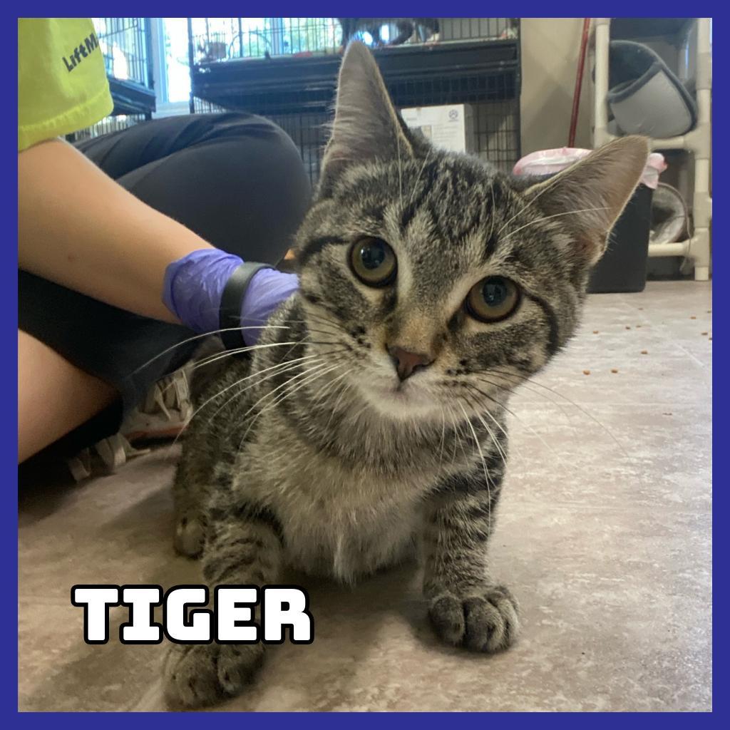 Tiger, an adoptable Domestic Short Hair in Glenwood, MN, 56334 | Photo Image 1