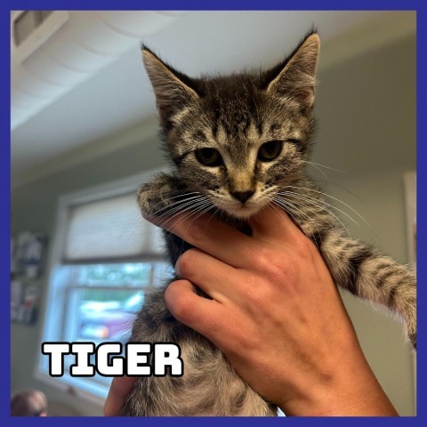 Tiger, an adoptable Domestic Short Hair in Glenwood, MN, 56334 | Photo Image 2