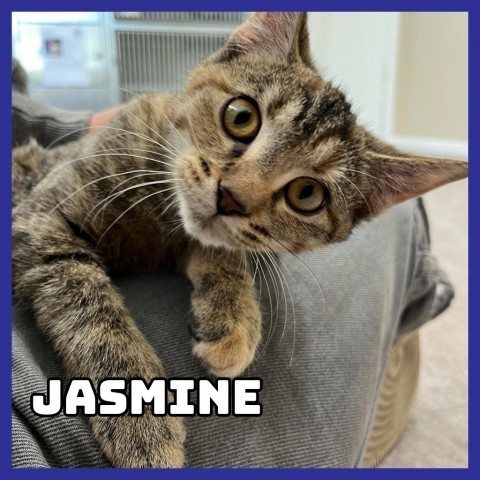 Jasmine, an adoptable Domestic Short Hair in Glenwood, MN, 56334 | Photo Image 1