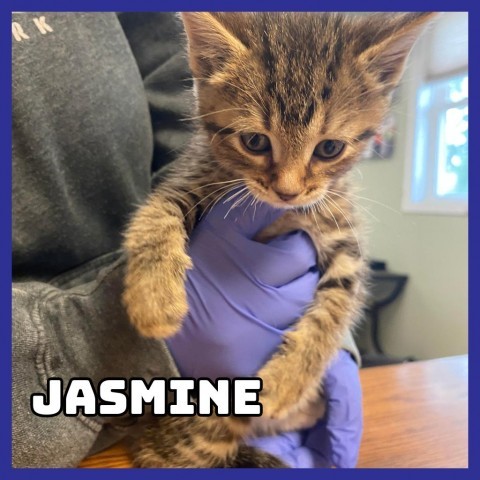 Jasmine, an adoptable Domestic Short Hair in Glenwood, MN, 56334 | Photo Image 2