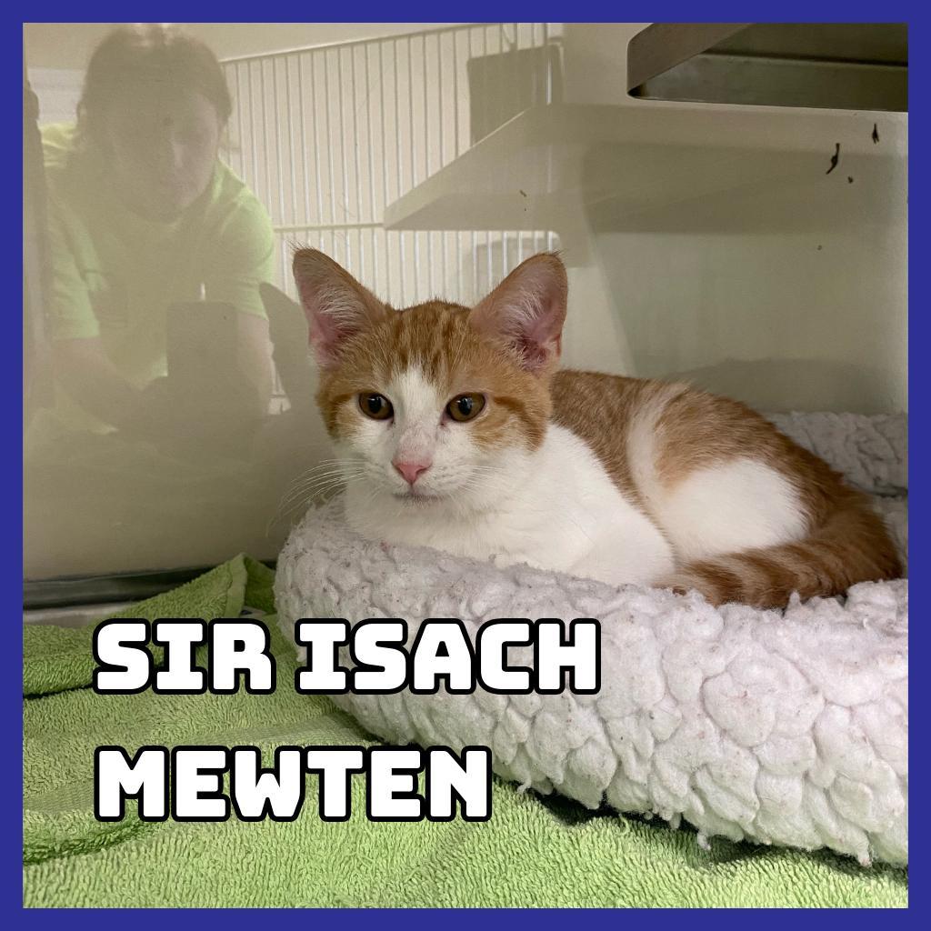 Sir Isach Mewton, an adoptable Domestic Short Hair in Glenwood, MN, 56334 | Photo Image 1