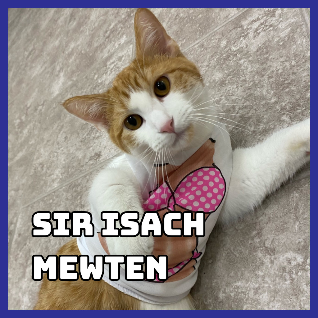 Sir Isach Mewton, an adoptable Domestic Short Hair in Glenwood, MN, 56334 | Photo Image 1