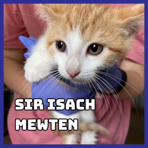 Sir Isach Mewton, an adoptable Domestic Short Hair in Glenwood, MN, 56334 | Photo Image 2