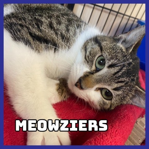 Meowziers, an adoptable Domestic Short Hair in Glenwood, MN, 56334 | Photo Image 1