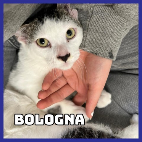 Bologna, an adoptable Domestic Short Hair in Glenwood, MN, 56334 | Photo Image 1