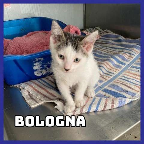 Bologna, an adoptable Domestic Short Hair in Glenwood, MN, 56334 | Photo Image 2