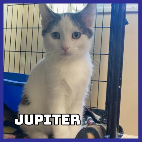 Jupiter, an adoptable Domestic Medium Hair in Glenwood, MN, 56334 | Photo Image 1