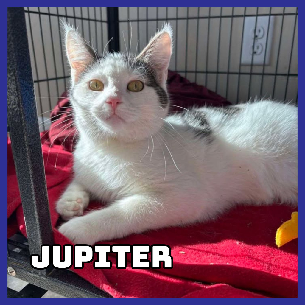 Jupiter, an adoptable Domestic Medium Hair in Glenwood, MN, 56334 | Photo Image 1