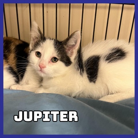 Jupiter, an adoptable Domestic Medium Hair in Glenwood, MN, 56334 | Photo Image 2