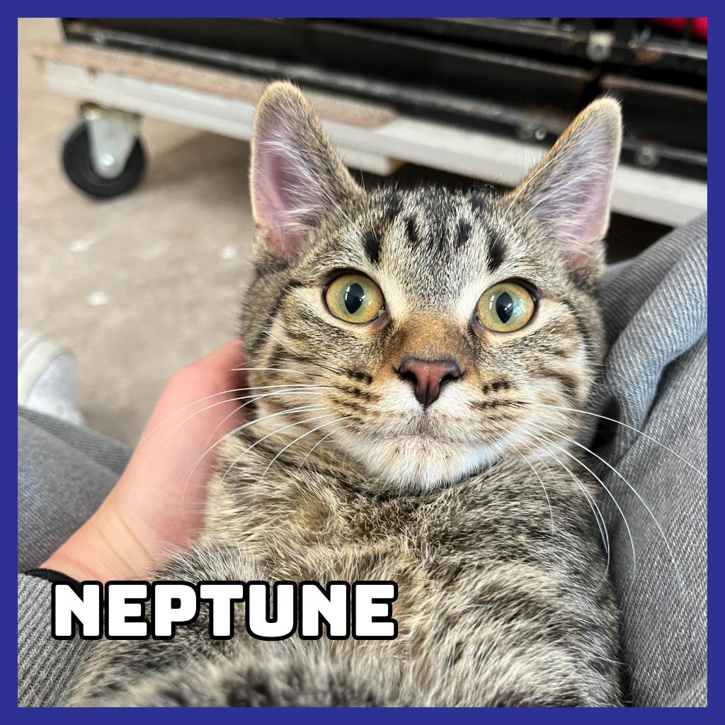 Neptune, an adoptable Domestic Short Hair in Glenwood, MN, 56334 | Photo Image 1