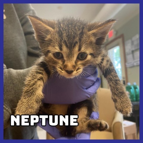 Neptune, an adoptable Domestic Short Hair in Glenwood, MN, 56334 | Photo Image 2