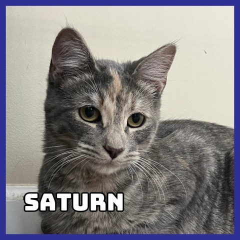 Saturn, an adoptable Domestic Short Hair in Glenwood, MN, 56334 | Photo Image 1