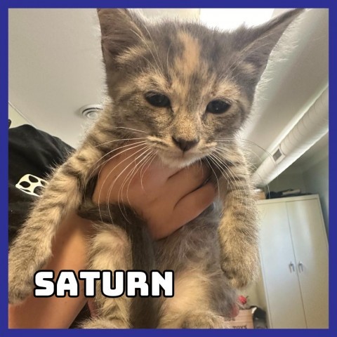 Saturn, an adoptable Domestic Short Hair in Glenwood, MN, 56334 | Photo Image 2