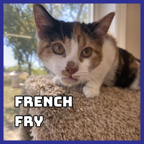 French Fry, an adoptable Domestic Short Hair in Glenwood, MN, 56334 | Photo Image 1