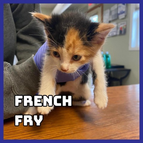 French Fry, an adoptable Domestic Short Hair in Glenwood, MN, 56334 | Photo Image 2