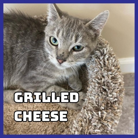 Grilled Cheese, an adoptable Domestic Short Hair in Glenwood, MN, 56334 | Photo Image 1