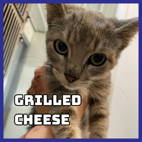 Grilled Cheese, an adoptable Domestic Short Hair in Glenwood, MN, 56334 | Photo Image 2