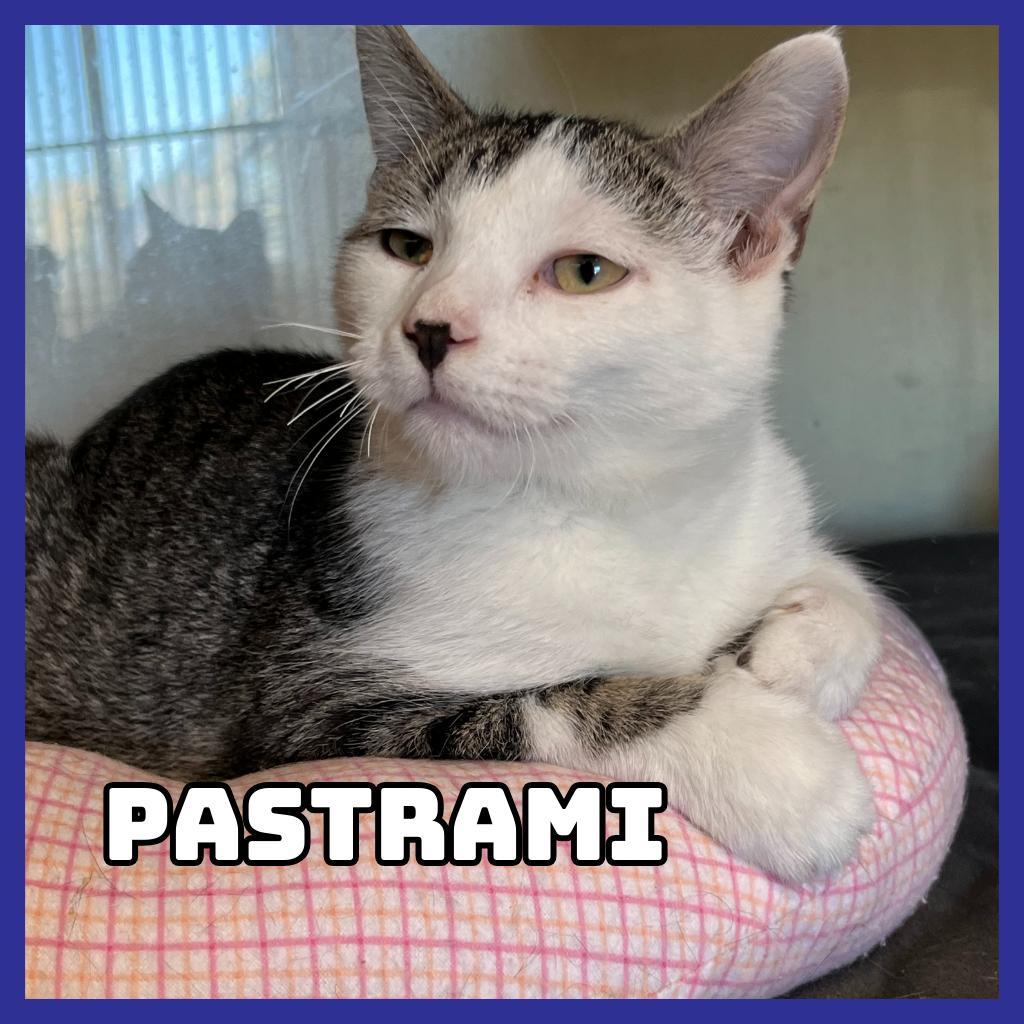 Pastrami, an adoptable Domestic Short Hair in Glenwood, MN, 56334 | Photo Image 1