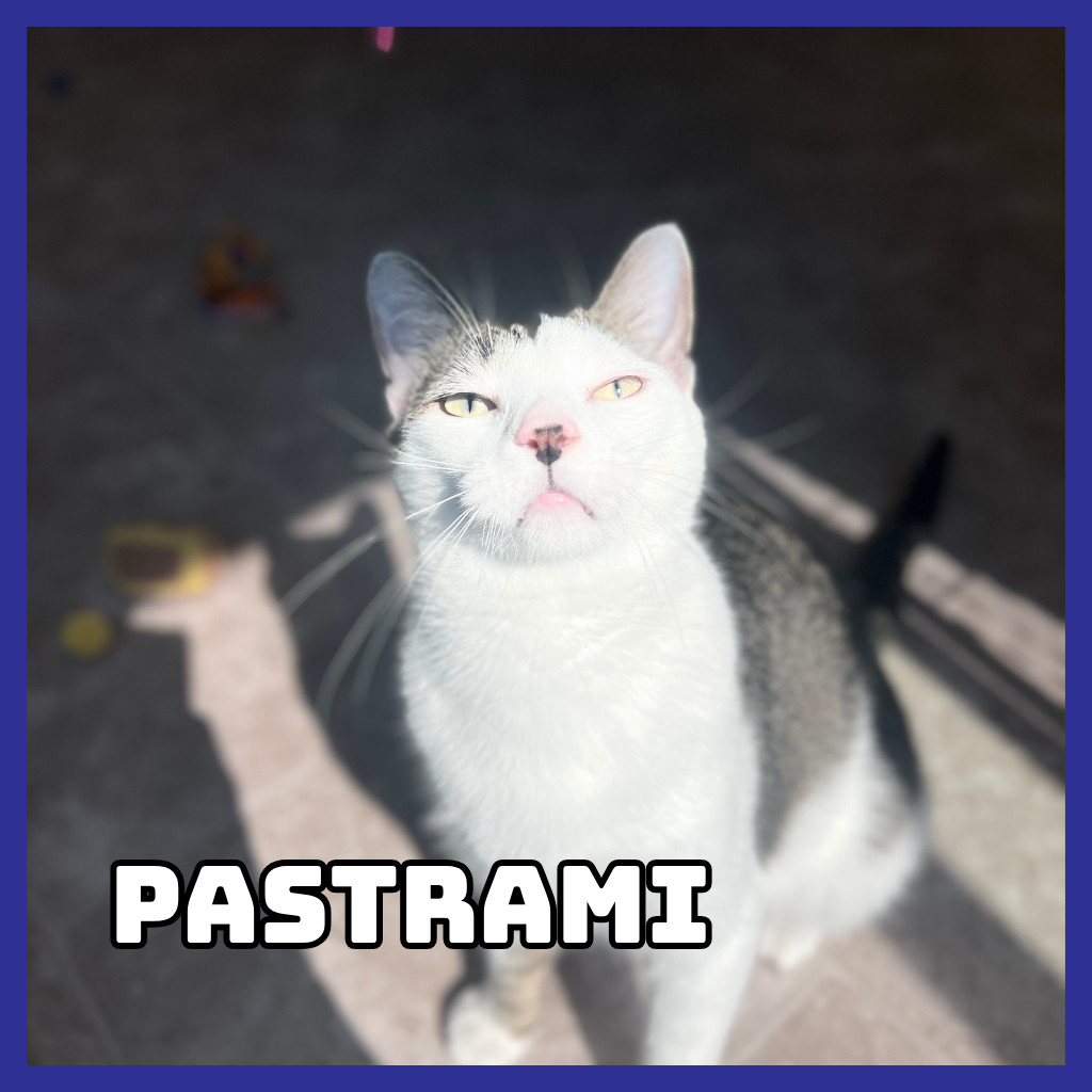 Pastrami, an adoptable Domestic Short Hair in Glenwood, MN, 56334 | Photo Image 1