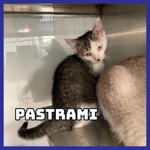 Pastrami, an adoptable Domestic Short Hair in Glenwood, MN, 56334 | Photo Image 2