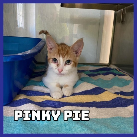 Pinky Pie, an adoptable Domestic Medium Hair in Glenwood, MN, 56334 | Photo Image 1