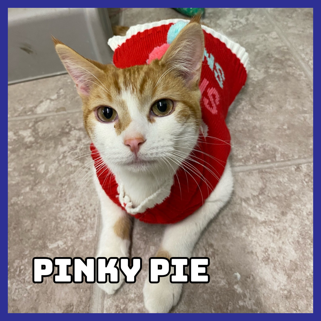 Pinky Pie, an adoptable Domestic Medium Hair in Glenwood, MN, 56334 | Photo Image 1