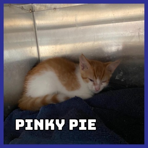 Pinky Pie, an adoptable Domestic Medium Hair in Glenwood, MN, 56334 | Photo Image 2