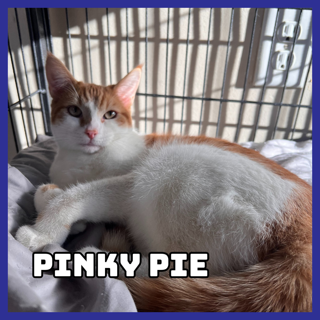 Pinky Pie, an adoptable Domestic Medium Hair in Glenwood, MN, 56334 | Photo Image 2