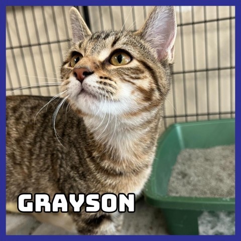 Grayson, an adoptable Domestic Short Hair in Glenwood, MN, 56334 | Photo Image 1