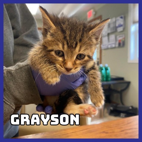 Grayson, an adoptable Domestic Short Hair in Glenwood, MN, 56334 | Photo Image 2