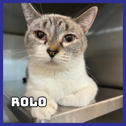 Rolo, an adoptable Domestic Short Hair in Glenwood, MN, 56334 | Photo Image 1