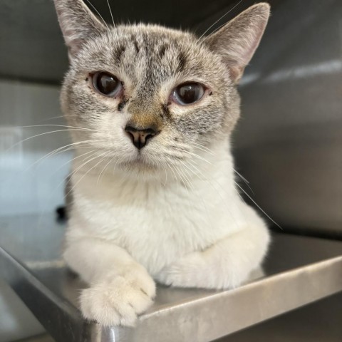 Rolo, an adoptable Domestic Short Hair in Glenwood, MN, 56334 | Photo Image 2