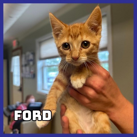 Ford, an adoptable Domestic Short Hair in Glenwood, MN, 56334 | Photo Image 1