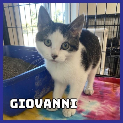 Giovanni, an adoptable Domestic Medium Hair in Glenwood, MN, 56334 | Photo Image 1