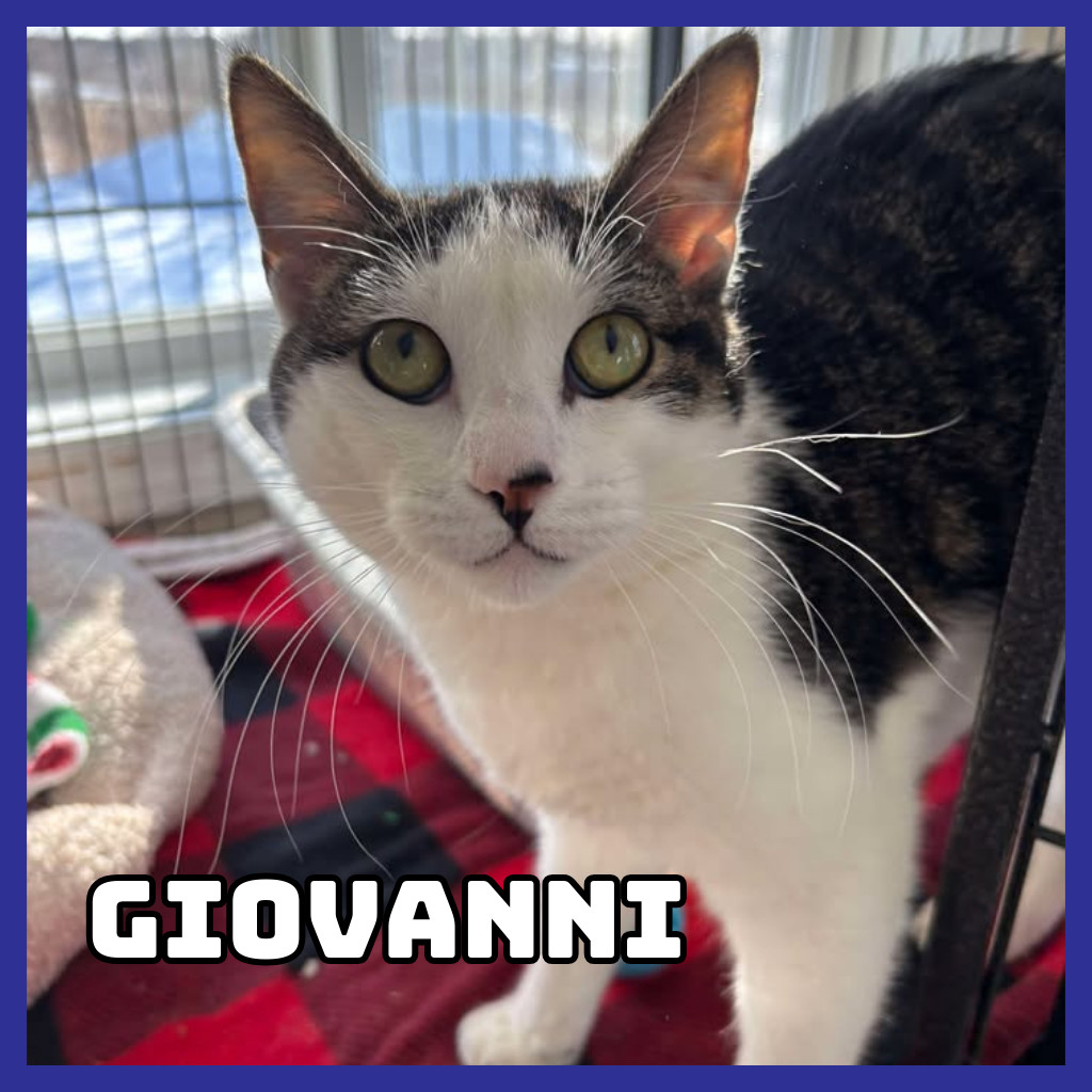 Giovanni, an adoptable Domestic Medium Hair in Glenwood, MN, 56334 | Photo Image 1