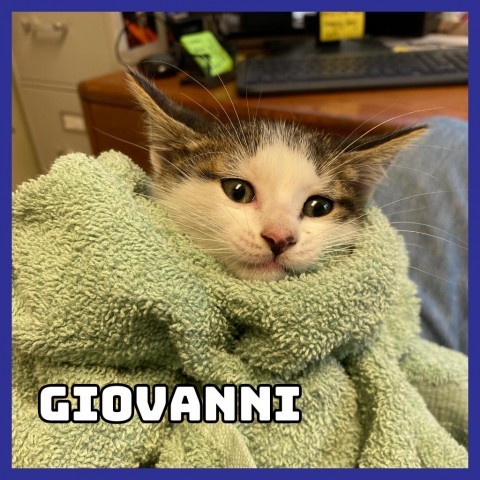 Giovanni, an adoptable Domestic Medium Hair in Glenwood, MN, 56334 | Photo Image 2