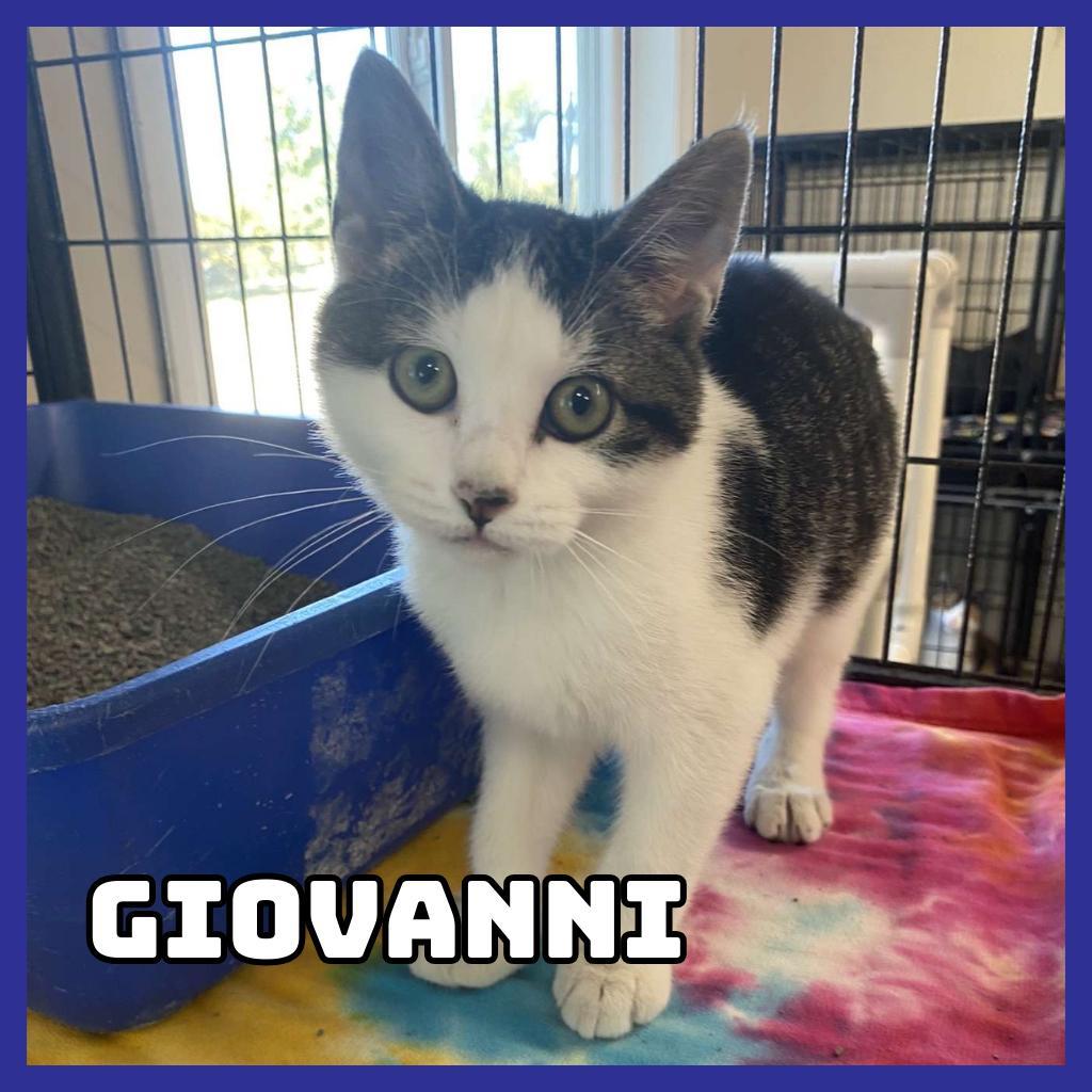 Giovanni, an adoptable Domestic Medium Hair in Glenwood, MN, 56334 | Photo Image 2